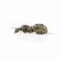 Preview: Formica (Serviformica) cinerea